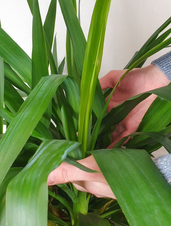 Yucca Elephantipes Ramifié-plante-intérieur-plantes chez vous