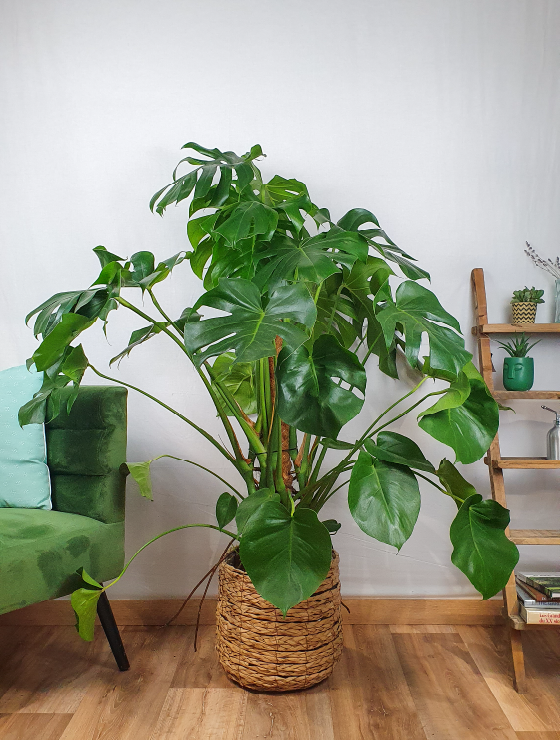 Monstera deliciosa sur tuteur coco 