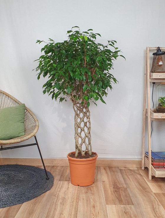 Ficus Green Kinky à Tige Claire - 1 Plante - Arbre Vivant d'intérieur en  Pot pour Maison/Bureau